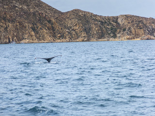 Fototapeta premium Marine Life on a Whale Watching Tour in Mexico