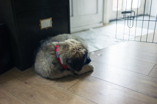 Leonberger puppy sleeping on floor