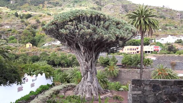 Drago milenario en Tenerife,Islas Canarias,Espa&ntilde;a