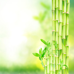 Obraz na płótnie Canvas green bamboo stems
