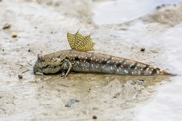 Adult male mudskipper (Periophthalmus spp,) territorial display at low tide, Bako National Park, Sarawak, Borneo, Malaysia