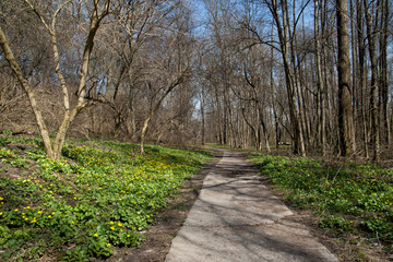 Fototapeta premium forest path