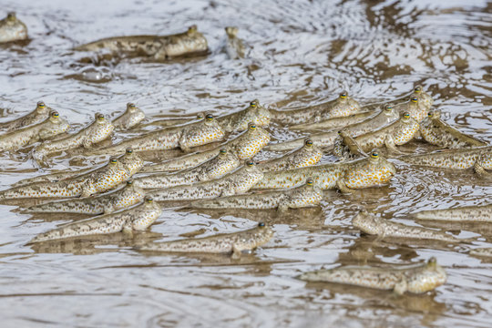 Adult mudskippers (Periophthalmus spp), gathering as the tide rises, Bako National Park, Sarawak, Island of Borneo, Malaysia