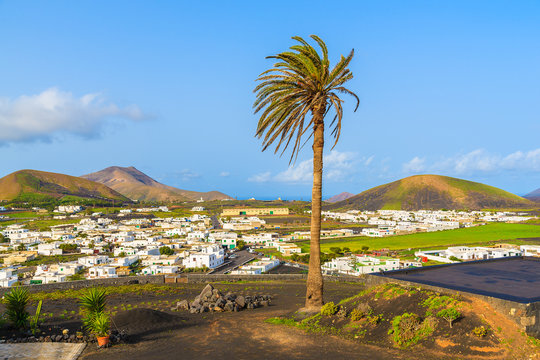 Palm tree on green field with Uga village in background, Lanzarote, Canary Islands, Spain