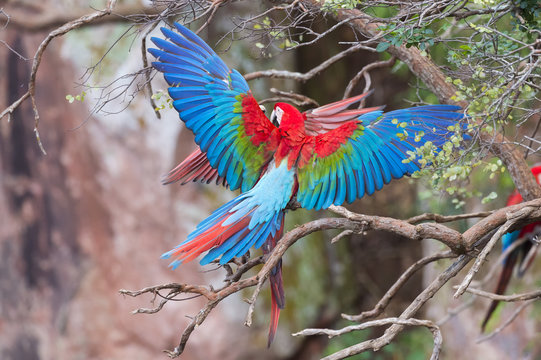 Playful red-and-green macaws (Ara chloropterus), Buraco das Araras, Mato Grosso do Sul, Brazil