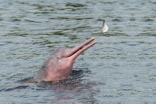 Hunting Amazon River dolphin (pink Amazon dolphin) (Inia geoffrensis), Rio Negro, Manaus, Amazon State, Brazil