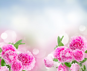 pink   peonies border