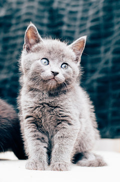 gr&aring; fluffig kattunge sitter 