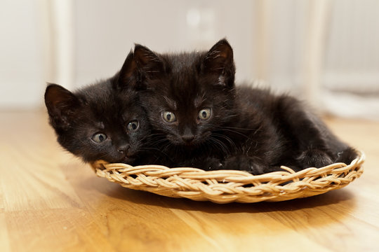 tv&aring; svarta kattungar i en korg