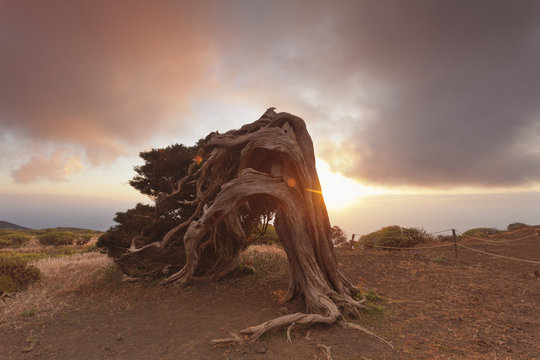 Canary Islands juniper (Juniperus cedrus) at sunset, Nature Reserve El Sabinar, UNESCO biosphere reserve, El Hierro, Canary Islands, Spain