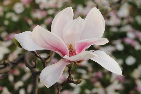 Fototapeta Pink magnolia flower in the garden