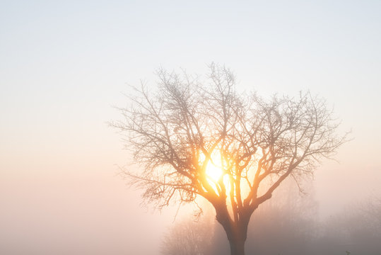 Tree, mist and morning sun in winter, Baden-Wurttemberg, Germany