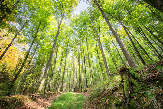 Fresh greens and a grassy path in a light-filled German forest, Baden-Wurttemberg, Germany