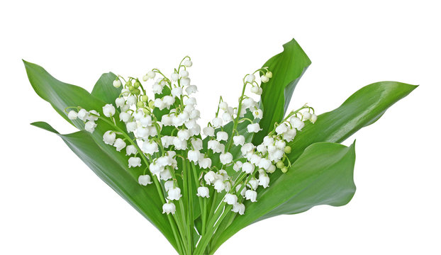 Die 47 Besten Bilder Stock Fotos Und Vektorgrafiken Zu Bouquet De Muguet Adobe Stock