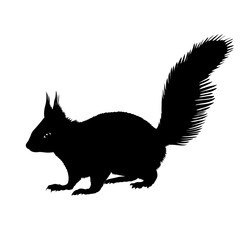 squirrel black silhouette vector illustration isolated