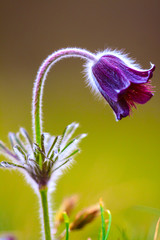 A group of Pulsatilla montana blooming on spring meadow
