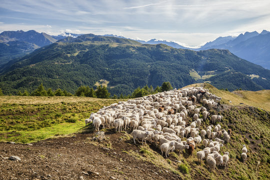 A flock of sheep in the pastures of Mount Padrio, Orobie Alps, Valtellina, Lombardy