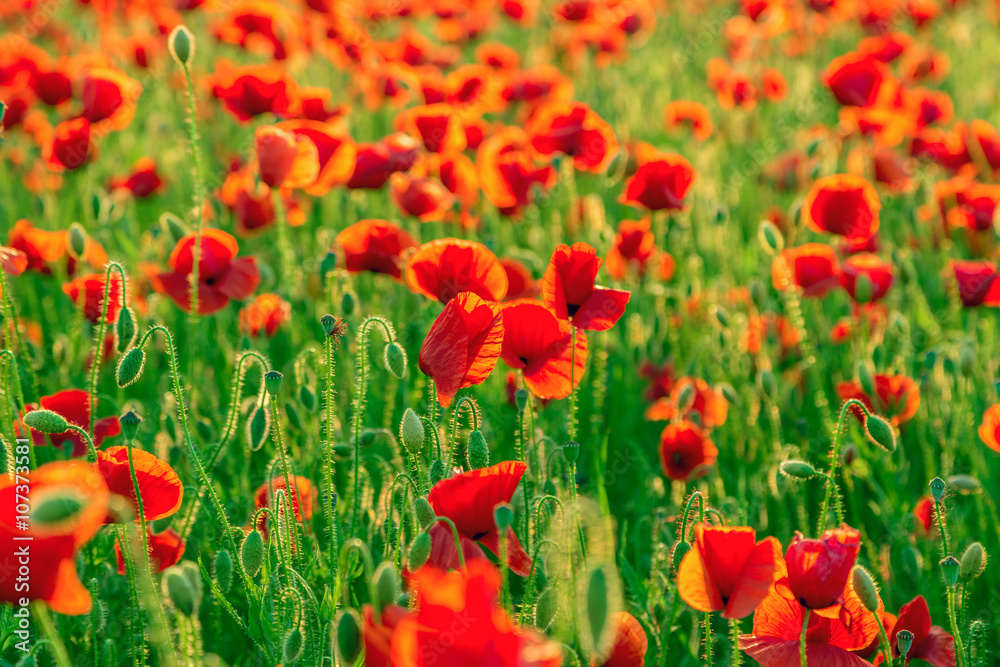 Wall mural Poppies field meadow in summer