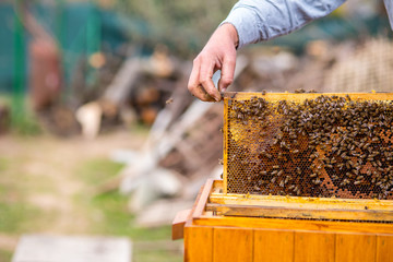 In the beekeper garden