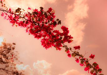 Bougainvillea flowers With The Red Color Vintage Style