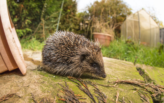 Hedgehog (Erinaceinae), Durham, United Kingom