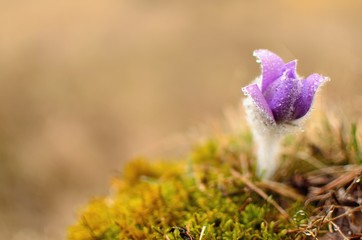 Beautiful spring pulsatilla flowers with purple petals