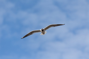 seagull flying in the sky