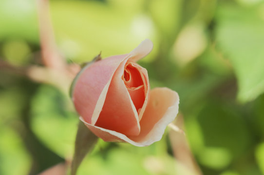 Rose Bud Bursting Into Flower