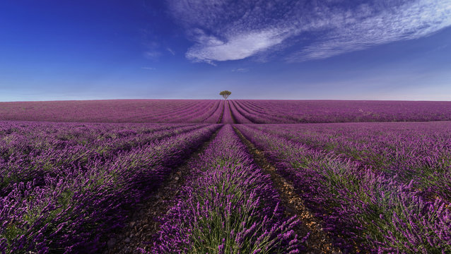 Lavender field Summer sunset landscape with tree