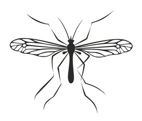 Drawing of mosquito.