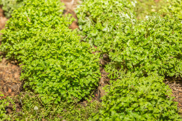 Moss, Leaf on Moss, Moss autumn, forest moss, moss seeds, Nature