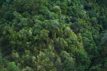 Dark green jungle trees aerial treetop view 