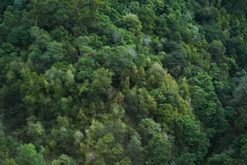 Crédence de cuisine en verre imprimé Arbres Vue aérienne de la cime des arbres de la jungle vert foncé