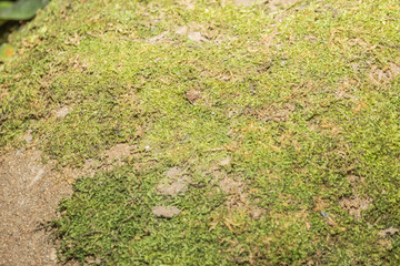 Moss, Leaf on Moss, forest moss, moss seeds, Nature, Wildlife, M