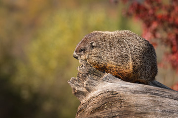 Woodchuck (Marmota monax) Looks Left From Log