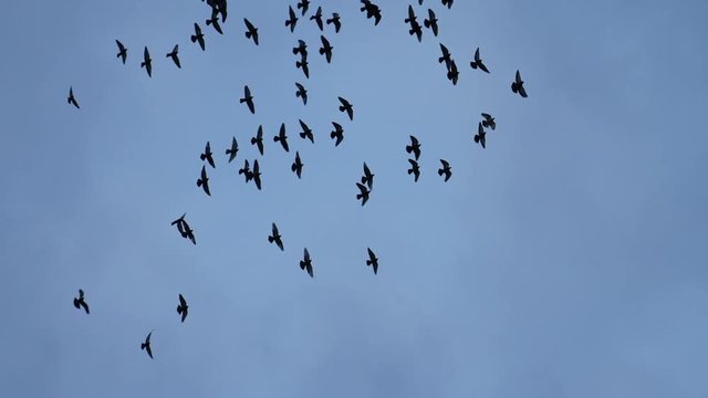 flying flocks of Pigeons 