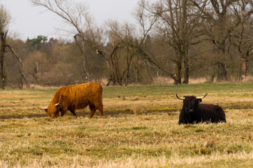 scottish highland cattle on meadow