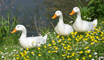 three white ducks in springtime