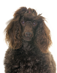 poodle in studio