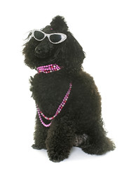 poodle with glasses