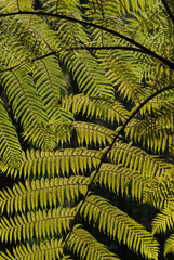 Huge, translucent fern leaves, close up