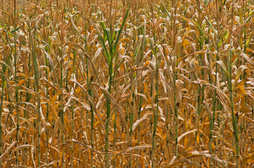 Dry yellow stalks of corn closeup at sunny summer day, Serbia