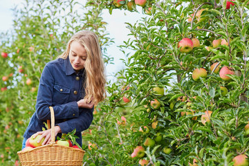 Woman picking ripe organic apples