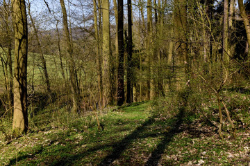Fototapeta na wymiar Spring forest with trees