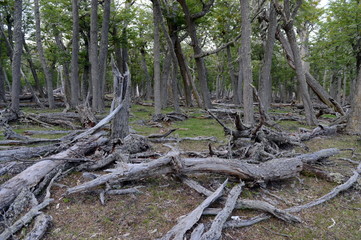 Fallen trees on the shore of Lago Blanco.
