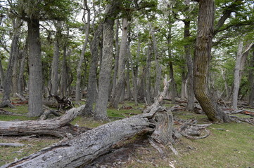 Fallen trees on the shore of Lago Blanco.