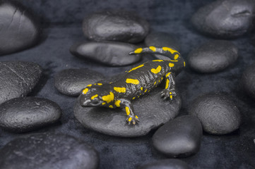 Salamander on the black rocks.