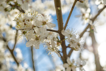 Obstbaumblüte