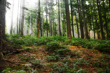 Fir tree forest with sunlight