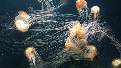 meduzy © sorensen15